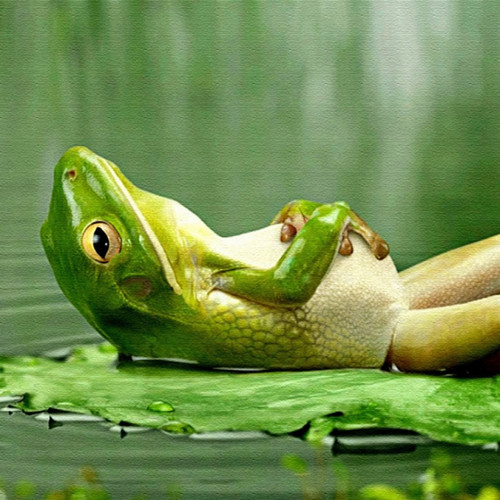 fotos-de-sapos-meditando.jpg