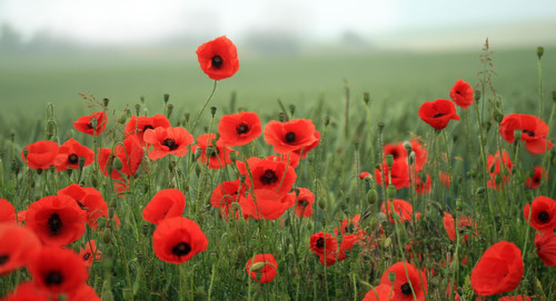poppy-1[1].jpg
