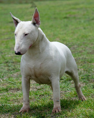 Blogue_BullTerrier_p.jpg