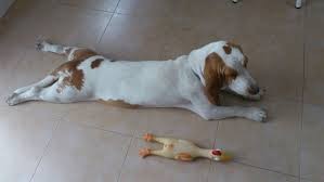 dissimula.cão.jpg dissimula.cão.jpg