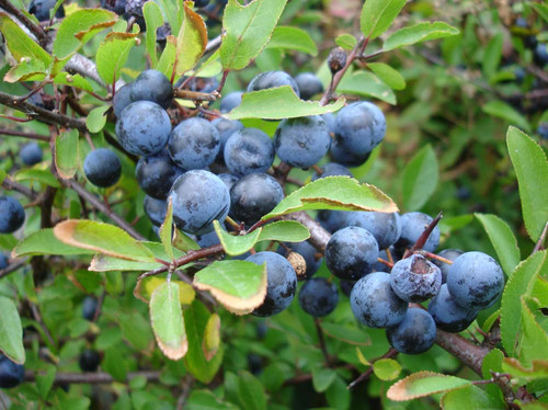 abrunheiro-bravo - Prunus spinosa.jpg abrunheiro-bravo - Prunus spinosa.jpg