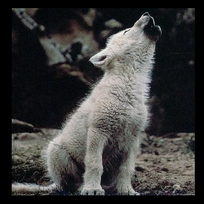 lobo blanco 3.jpg lobo blanco 3.jpg