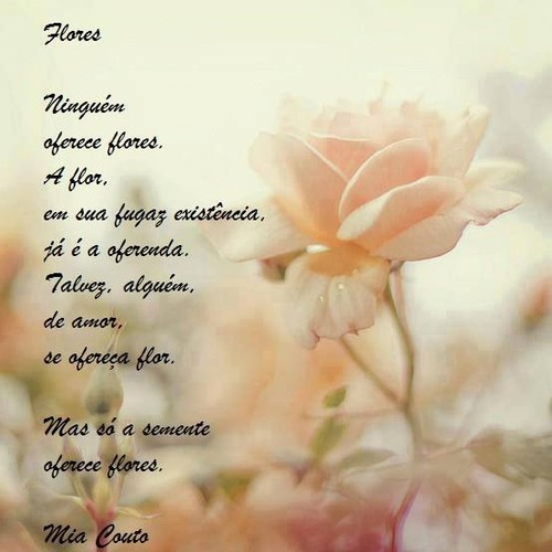 flores.jpg flores.jpg